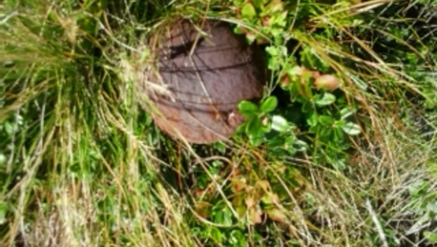 Cuddles & Foliage in the Dolomites