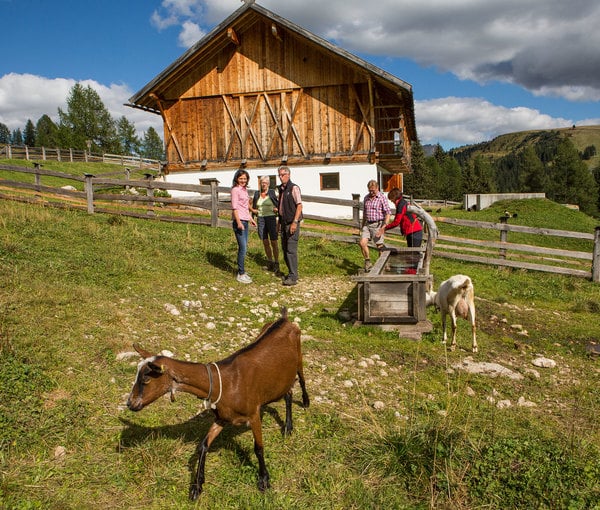 Dairy Munt Planfistì