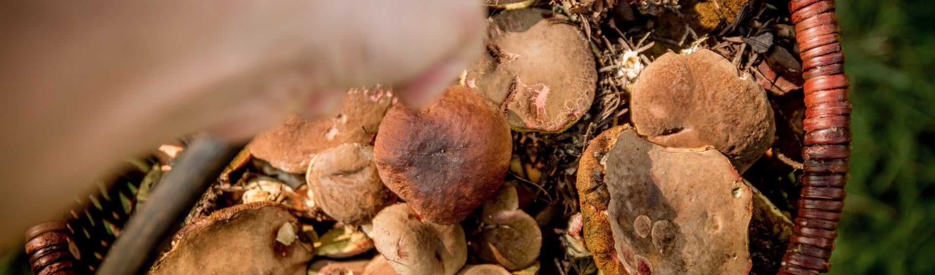 Mushroom picking in Arabba