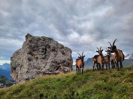 Camminata tra guglie, torrette e caprette