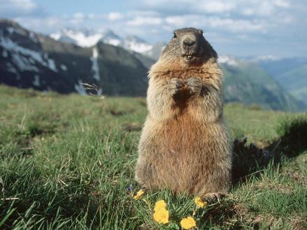 Aktivitäten für Familien: die Tiere der Dolomiten: Adler und Murmeltiere
