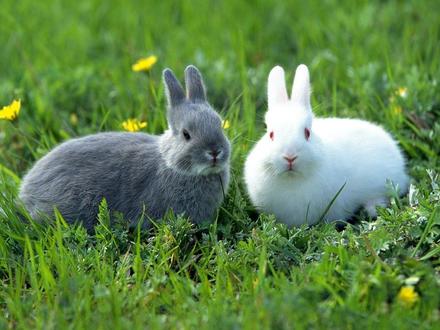 Bugs, Lola & Friends - Meet Aaron's bunnies