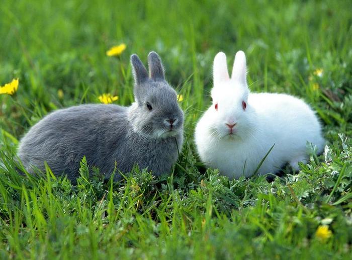 Bugs, Lola & Friends - Meet Aaron's bunnies
