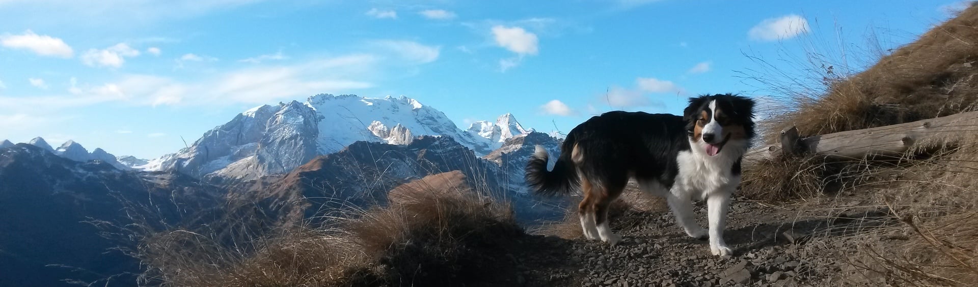 Comportamento da seguire in compagnia del proprio cane