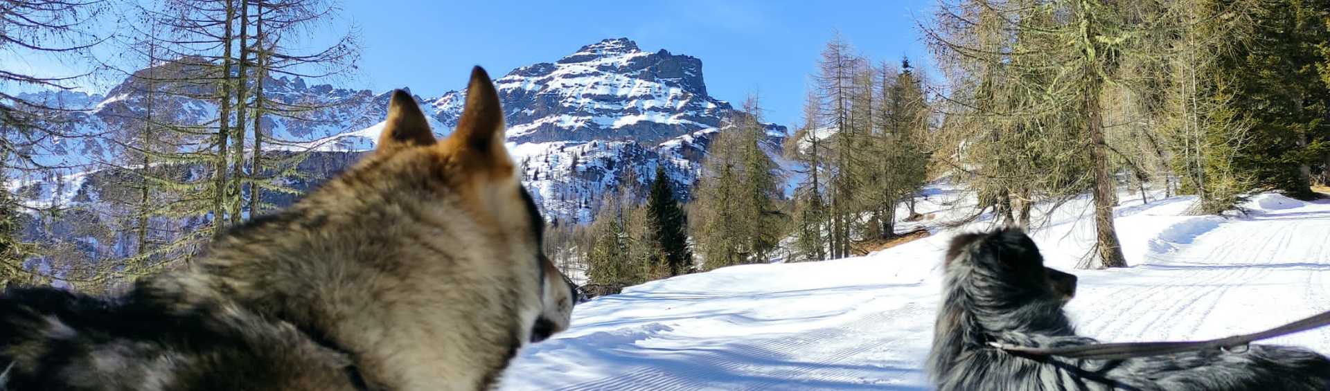 Behaviour in the company of your dog