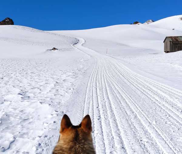 Behaviour in the company of your dog