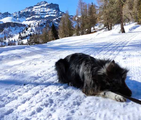 Comportamento da seguire in compagnia del proprio cane
