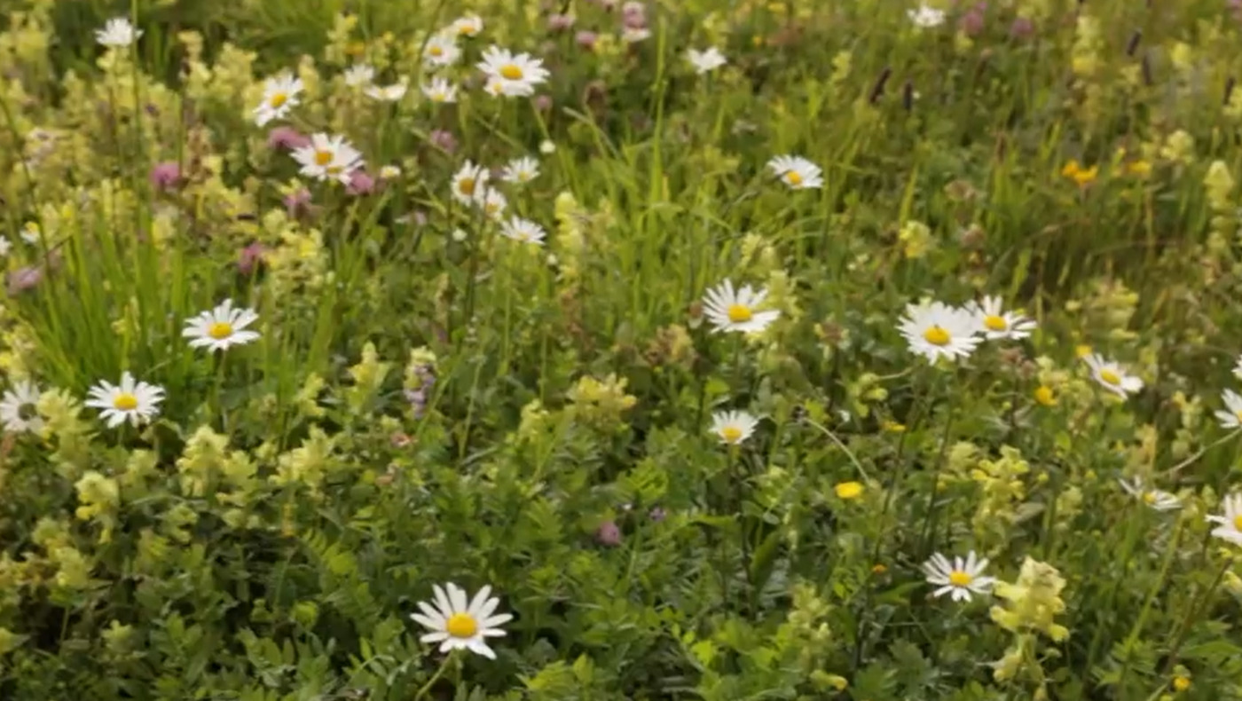 A “Camper” su Rai 1 Arabba - Fodom