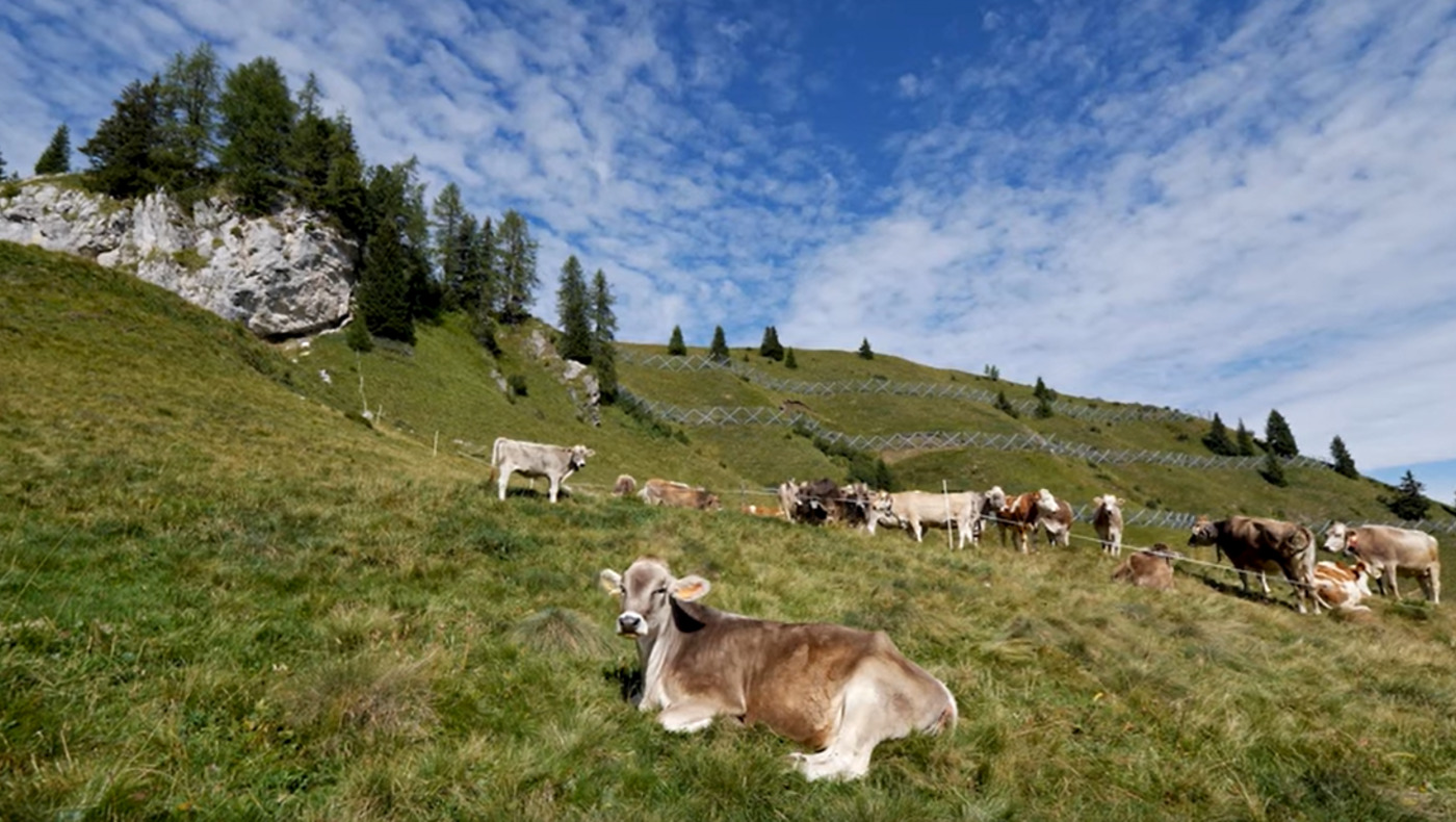 Fodom"-Käse wird Slow Food-Präsidium