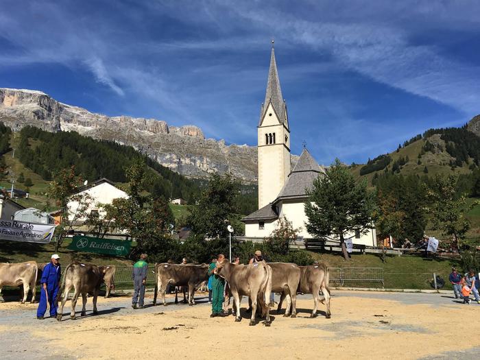 Rassegna della Bruna Alpina & Ladina ad Arabba