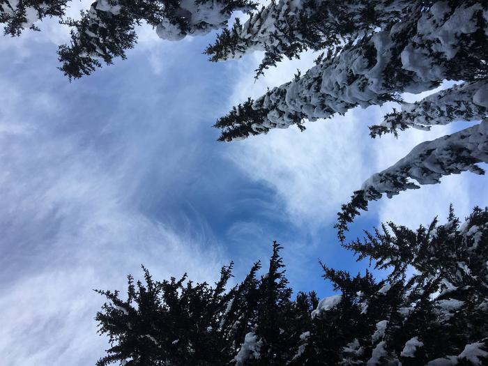 Passeggiata consapevole nel bosco innevato