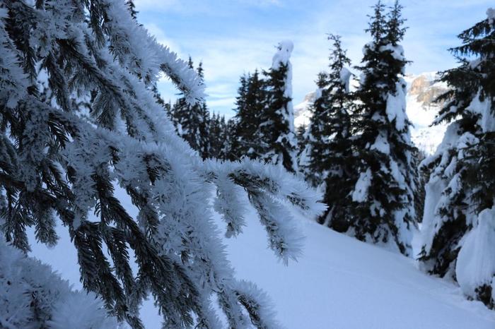 Passeggiata consapevole nel bosco innevato