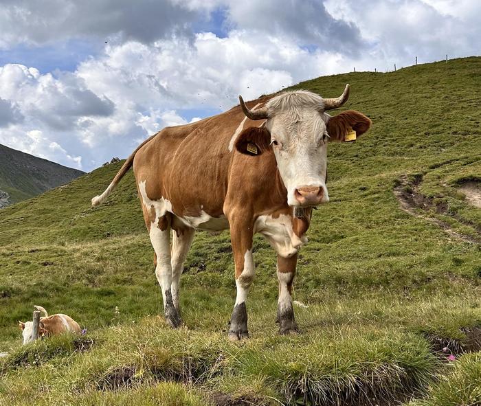 Cows Exhibition