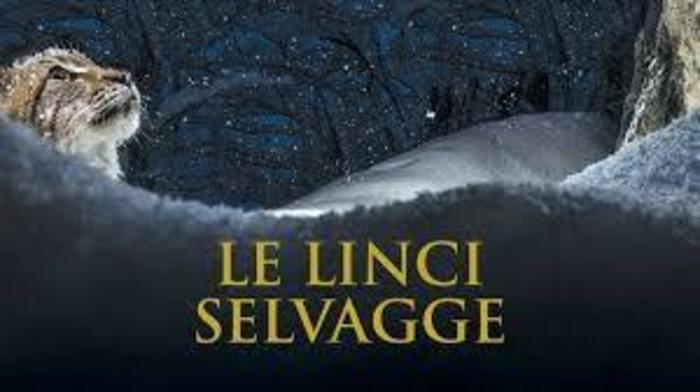 Proiezione docu-film: "Le linci selvagge"