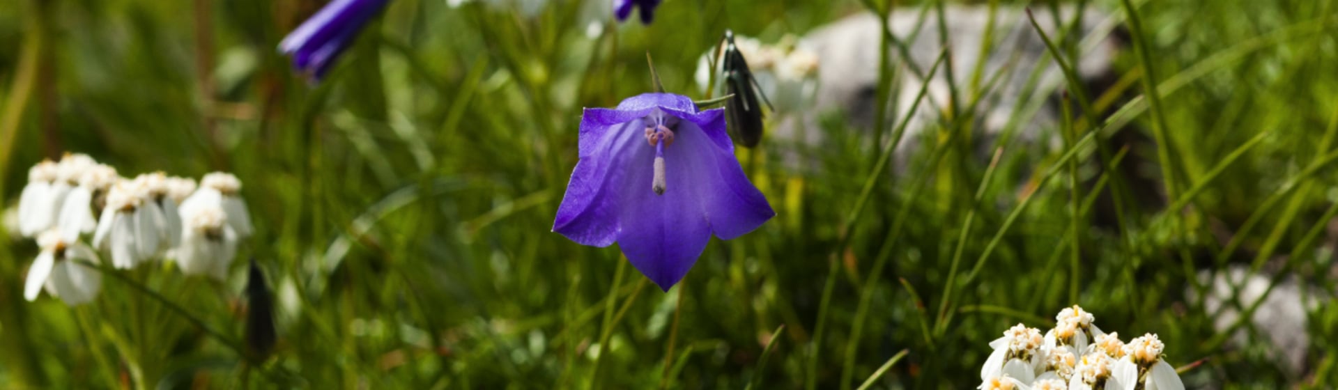 #ArabbaInFiore: l’estate dolomitica si accende di colori