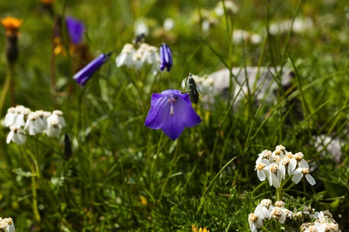 #ArabbaInFiore: l’estate dolomitica si accende di colori