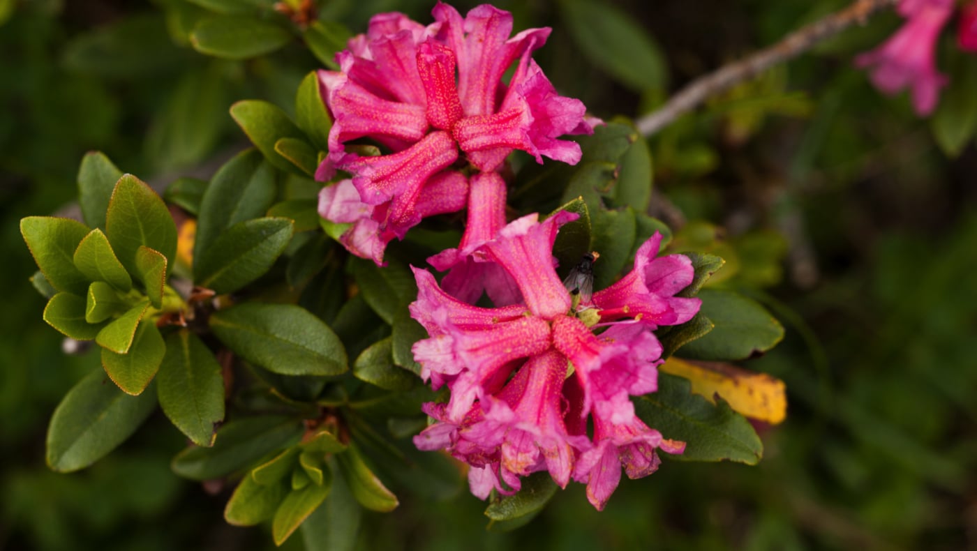 #ArabbaInFiore: summer lights up with color and creativity in the Dolomites