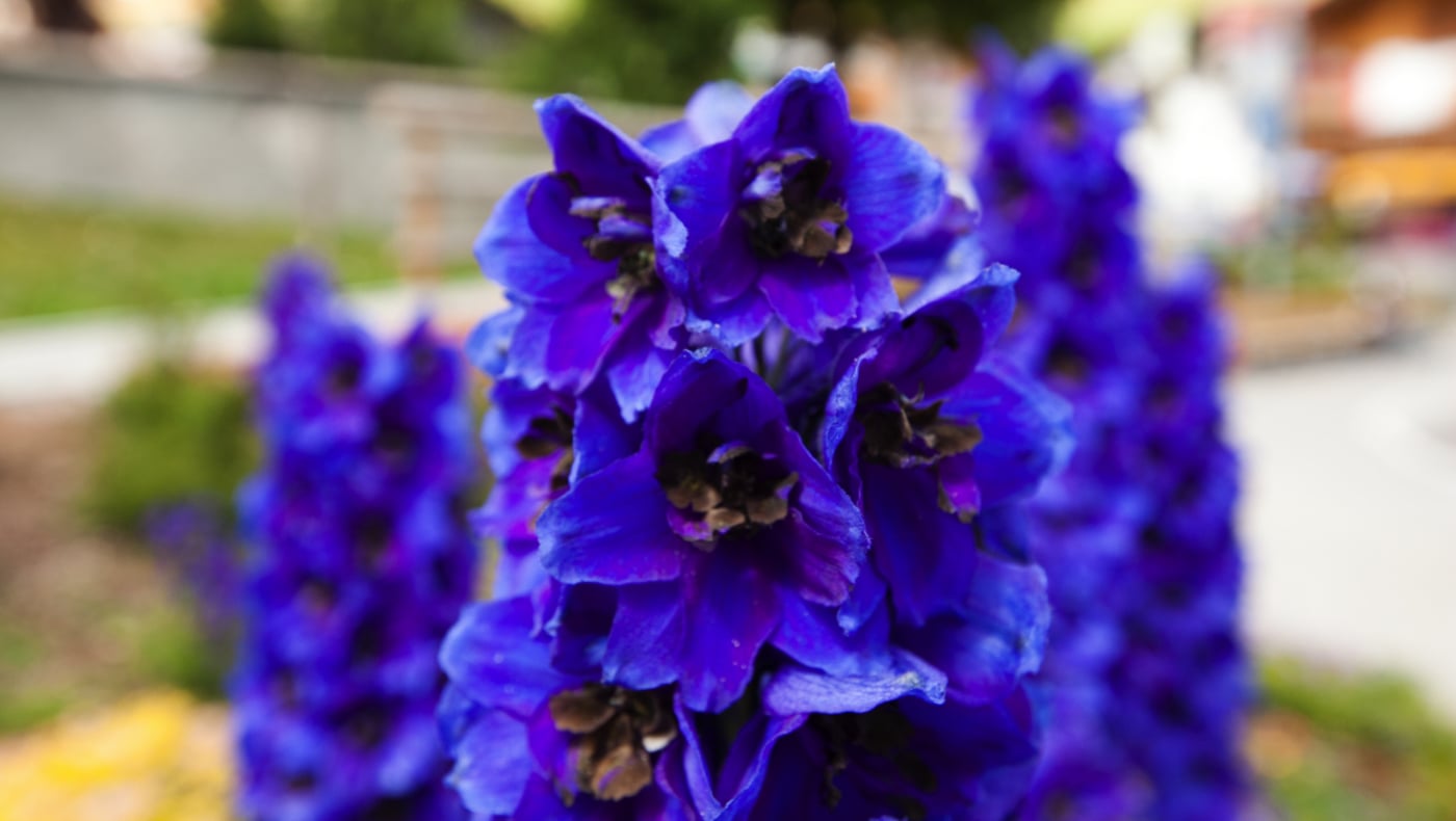 #ArabbaInFiore: Der Sommer leuchtet mit Farbe und Kreativität in den Dolomiten
