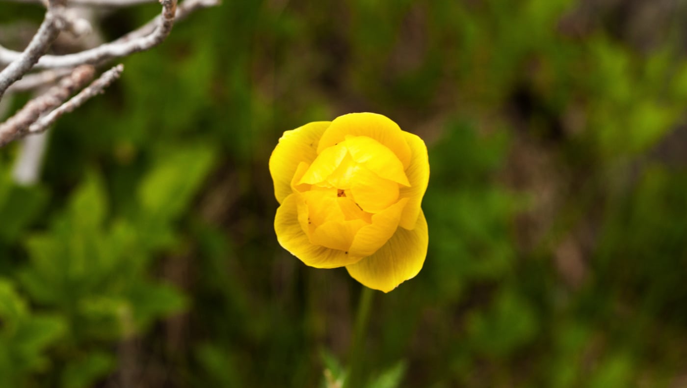 #ArabbaInFiore: summer lights up with color and creativity in the Dolomites