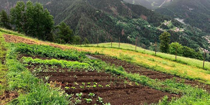 Biodiversità: semi antichi, colture tradizionali. Un'esperienza raccontata