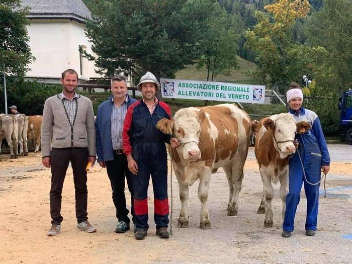 Rassegna della Bruna Alpina & Ladina ad Arabba